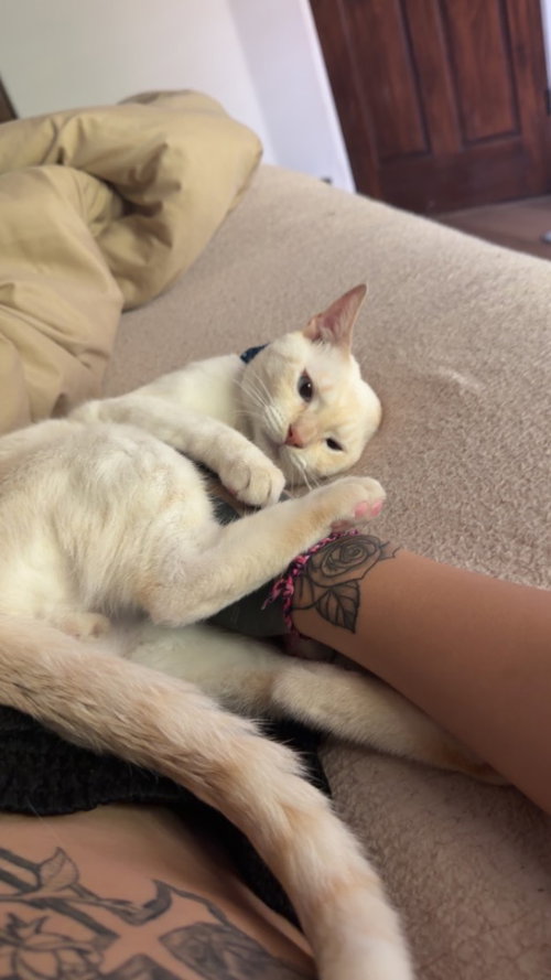 Photo 2 of Snowball