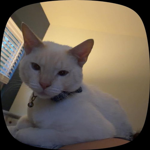 Photo 3 of Snowball