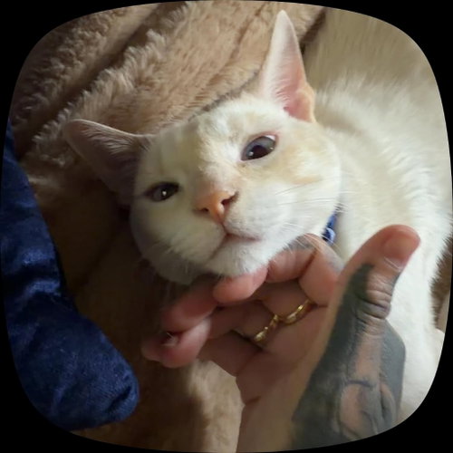 Photo 4 of Snowball
