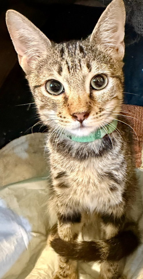 Athena, Siamese / Mixed