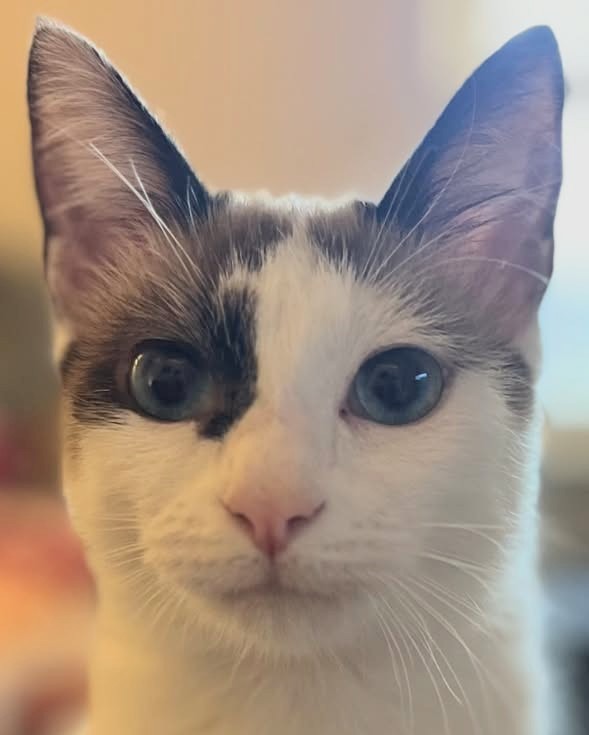 Athena