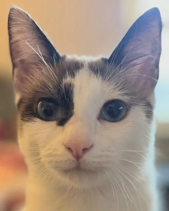 Athena - Siamese