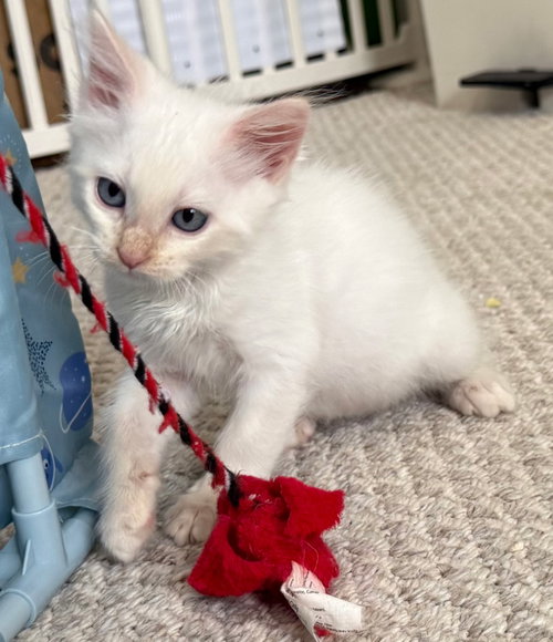 Enoki, Siamese / Ragdoll / Mixed