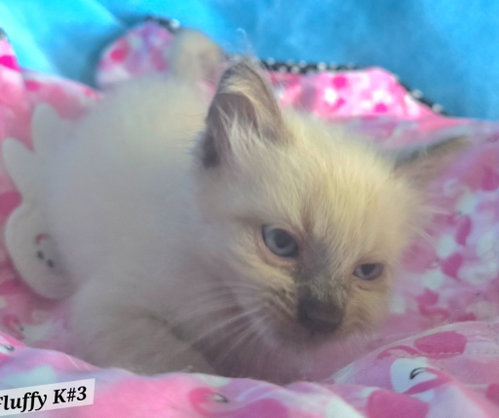 Porcini, a cat for adoption from Siamese Oriental Snowshoe Cat Rescue and Rehoming