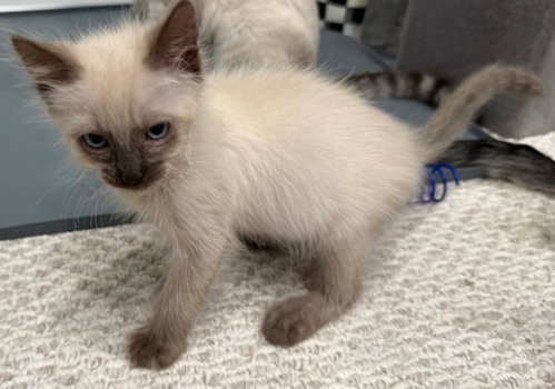 Porcini, Siamese / Ragdoll / Mixed