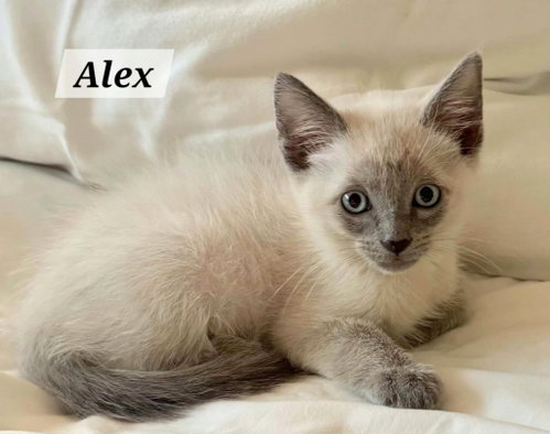 Alex, a cat for adoption from Siamese Oriental Snowshoe Cat Rescue and Rehoming