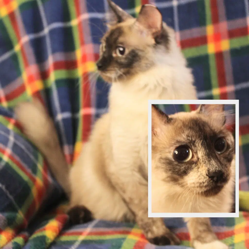 Nymph - Siamese