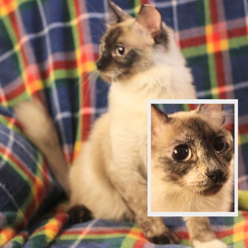 Nymph, a cat for adoption from Siamese Oriental Snowshoe Cat Rescue and Rehoming