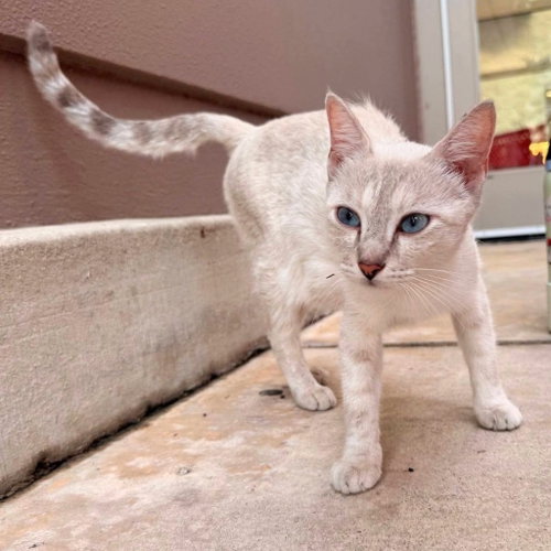 Sandy Tarjay, a cat for adoption from Siamese Oriental Snowshoe Cat Rescue and Rehoming