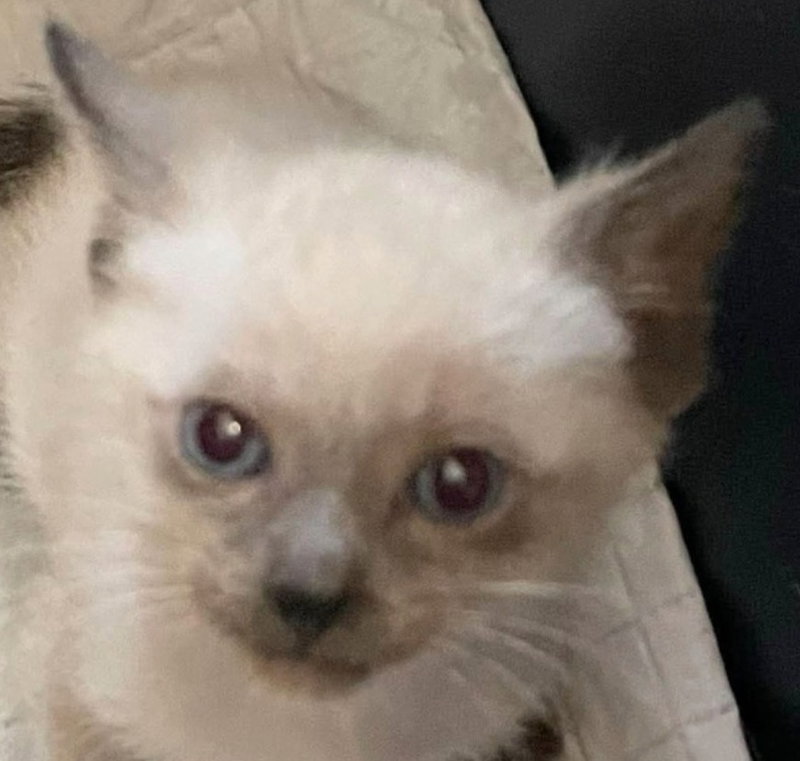Apollo, a male Siamese kitten up for adoption