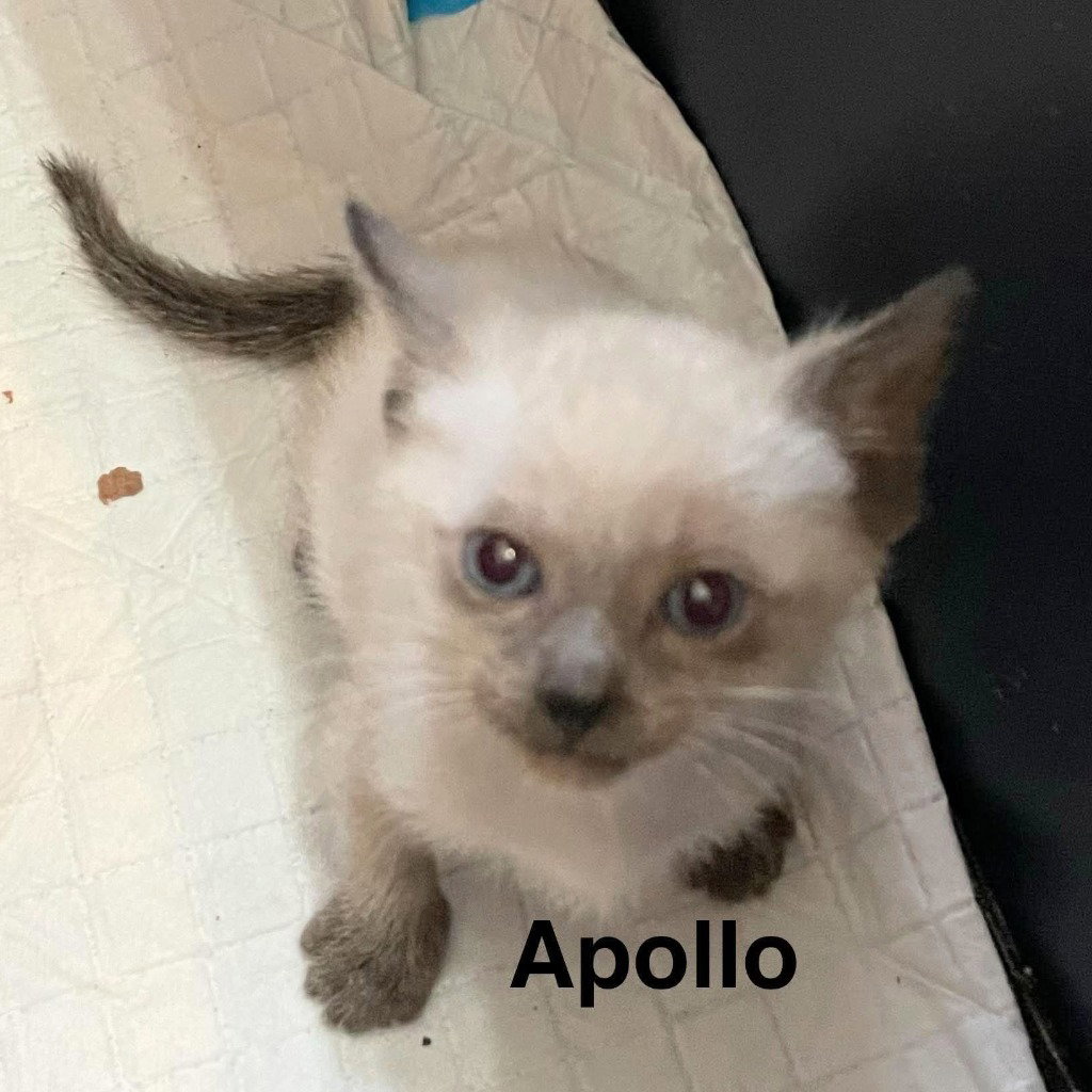 Apollo, photo 2