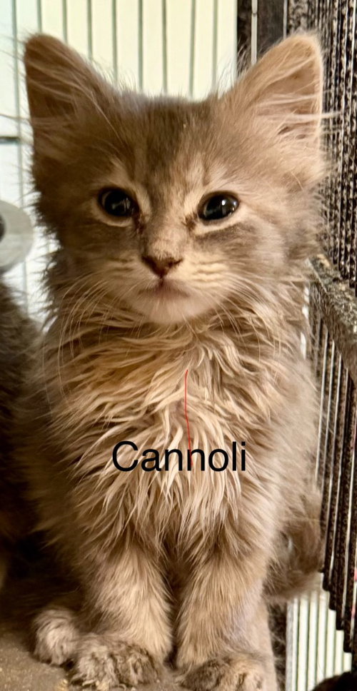 Cannoli, a cat for adoption from Siamese Oriental Snowshoe Cat Rescue and Rehoming