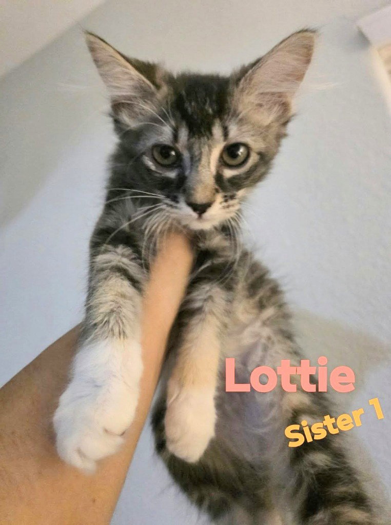 Vivian Lottie
