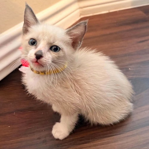 Oliver, a cat for adoption from Siamese Oriental Snowshoe Cat Rescue and Rehoming