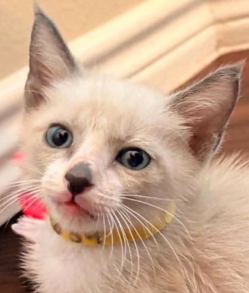 Oliver Twist, a male Siamese kitten up for adoption