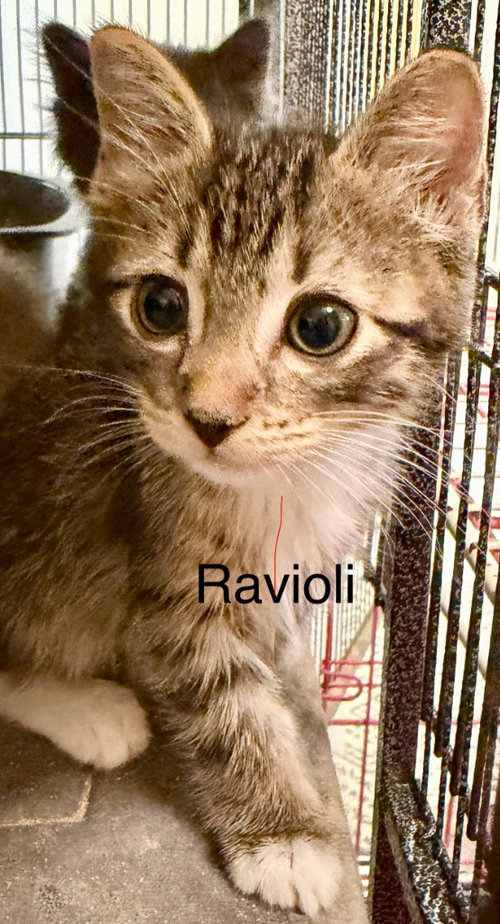 Ravioli, a cat for adoption from Siamese Oriental Snowshoe Cat Rescue and Rehoming