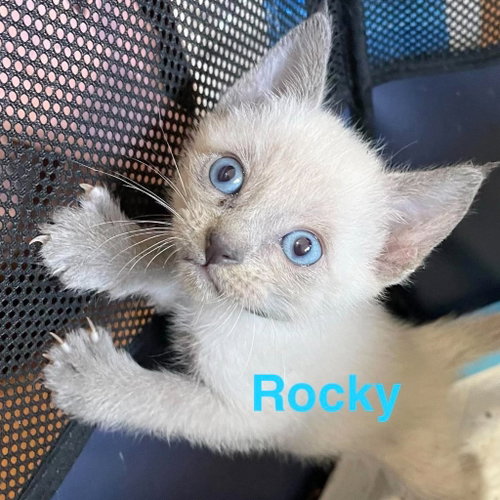 Rocky, a cat for adoption from Siamese Oriental Snowshoe Cat Rescue and Rehoming