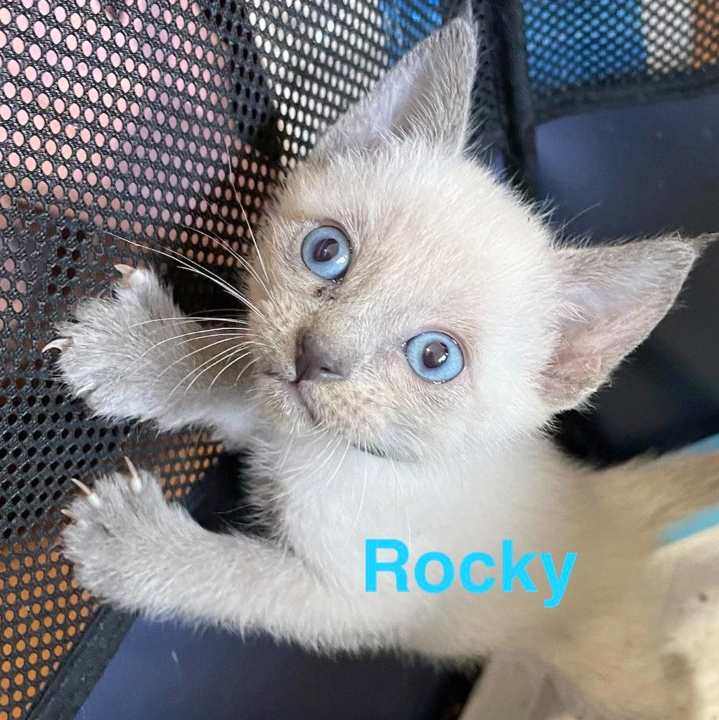 Rocky, photo 2