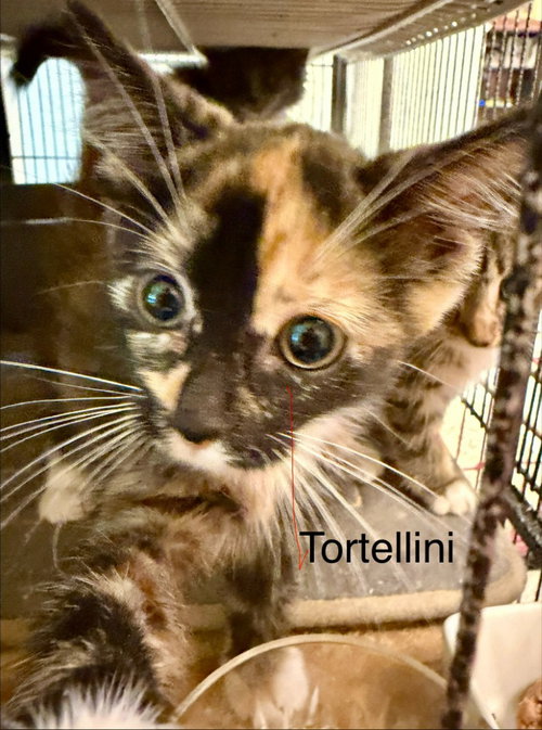 Tortellini, a cat for adoption from Siamese Oriental Snowshoe Cat Rescue and Rehoming