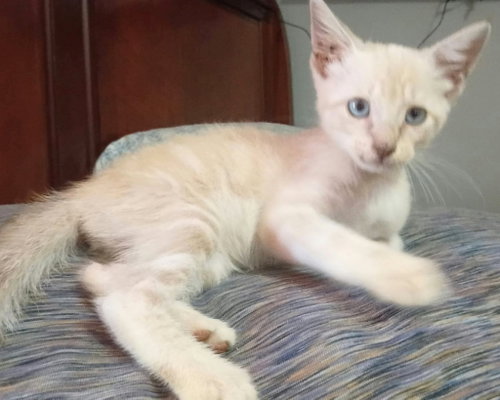 Truffle, a cat for adoption from Siamese Oriental Snowshoe Cat Rescue and Rehoming