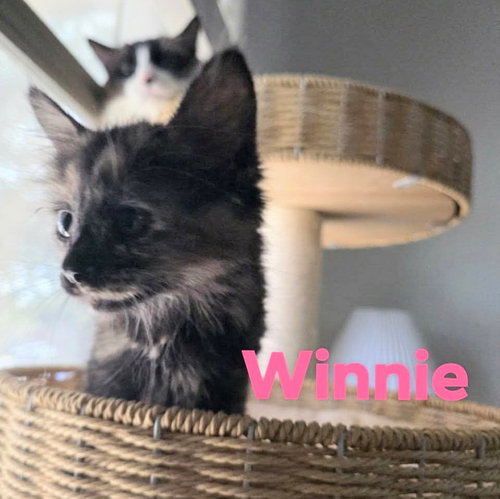 Winnie, a cat for adoption from Siamese Oriental Snowshoe Cat Rescue and Rehoming