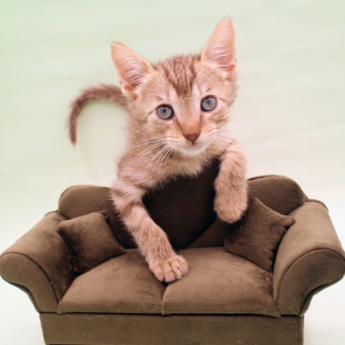 Cinder, a cat for adoption from Siamese Oriental Snowshoe Cat Rescue and Rehoming