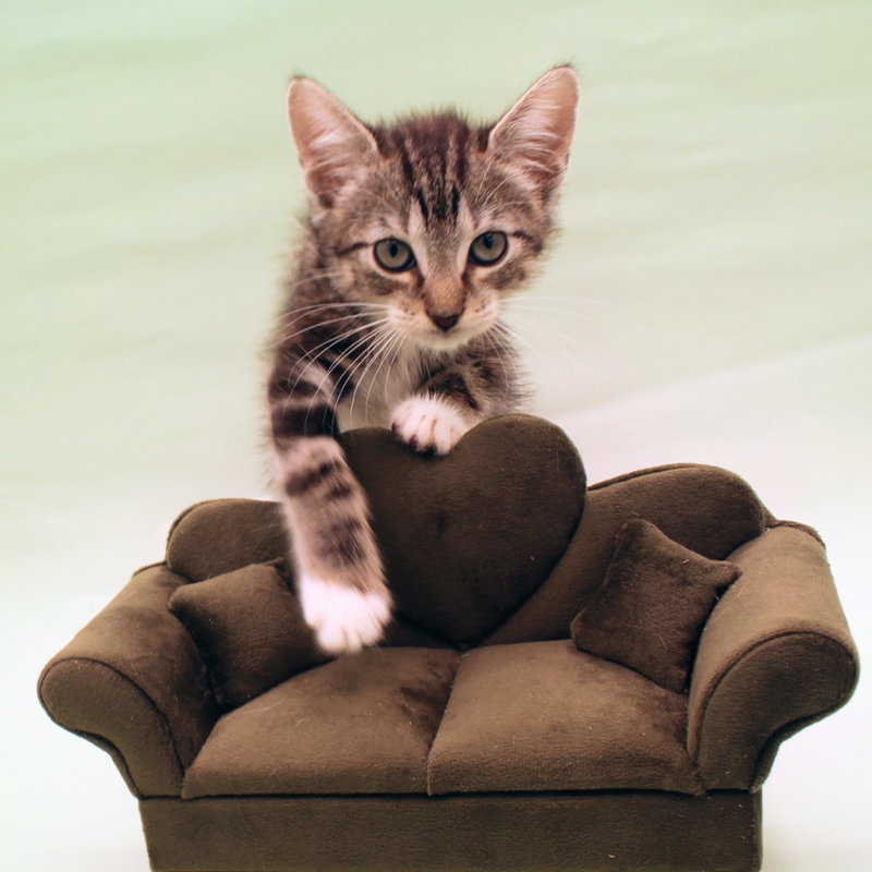 Dusty, photo 4
