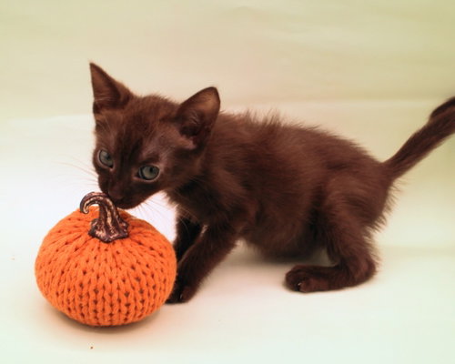 Ember, a cat for adoption from Siamese Oriental Snowshoe Cat Rescue and Rehoming
