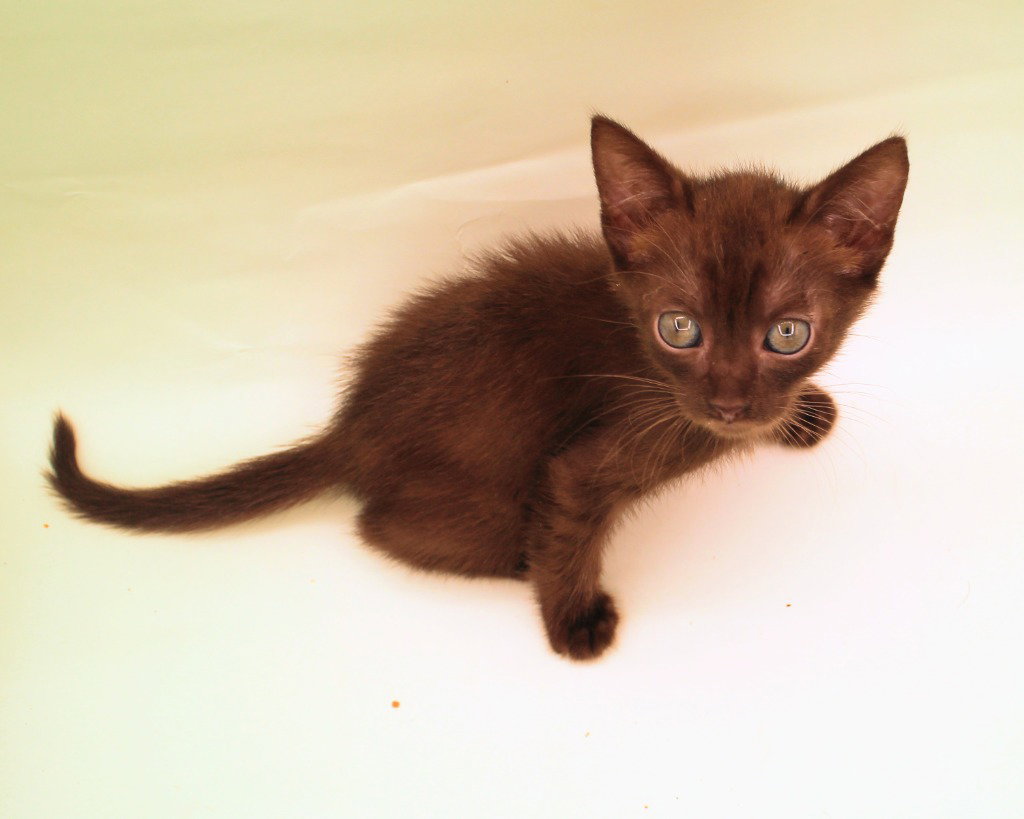 Ember, photo 2