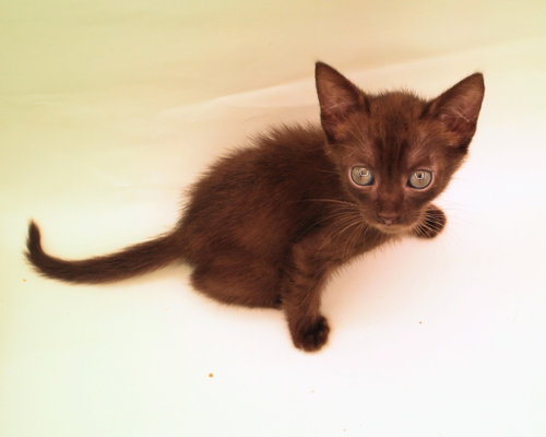 Photo 2 of Ember