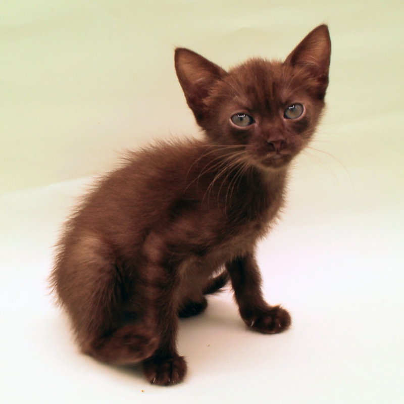 Ember, photo 3