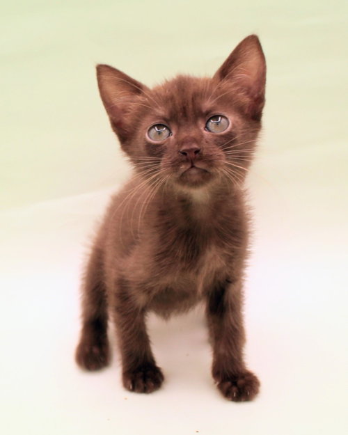 Photo 4 of Ember