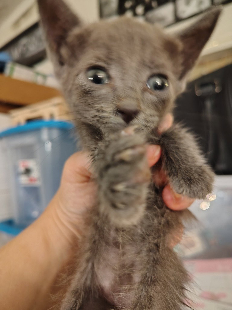 Soot, Russian Blue