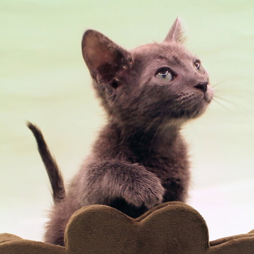 Soot, a cat for adoption from Siamese Oriental Snowshoe Cat Rescue and Rehoming