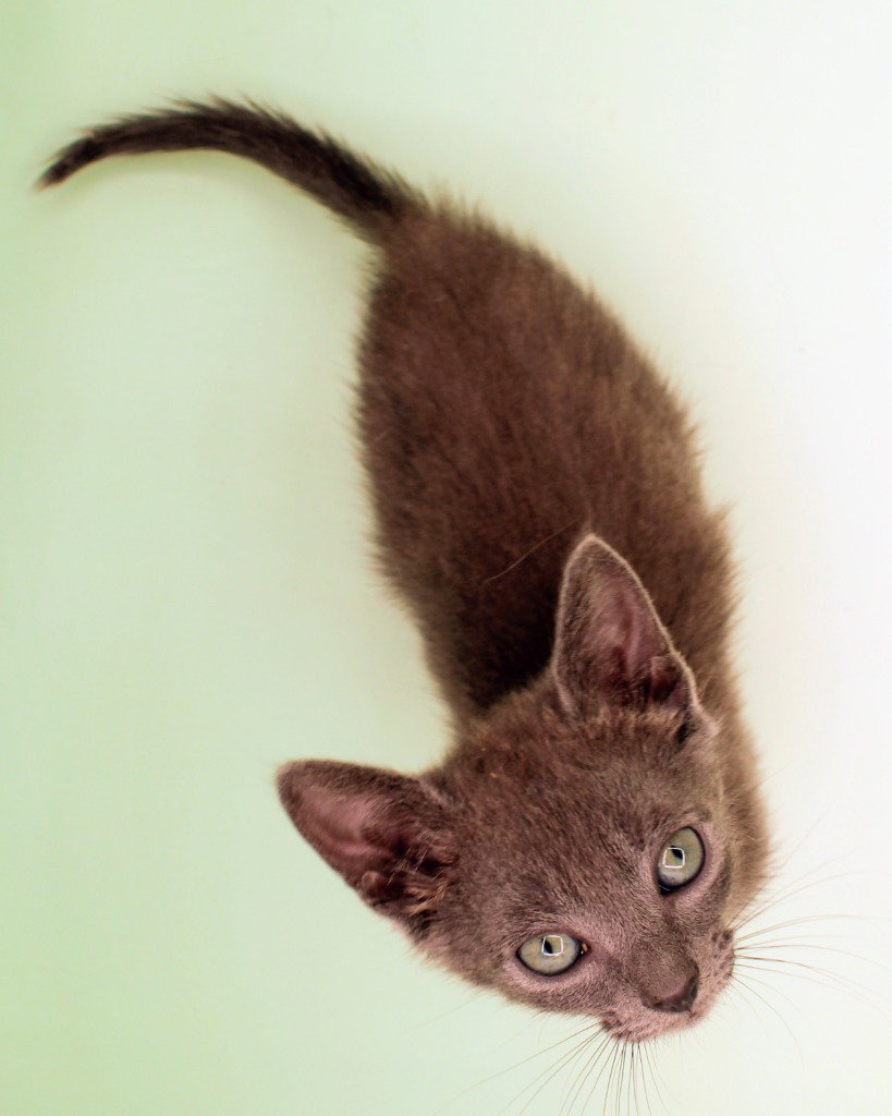 Soot, photo 2