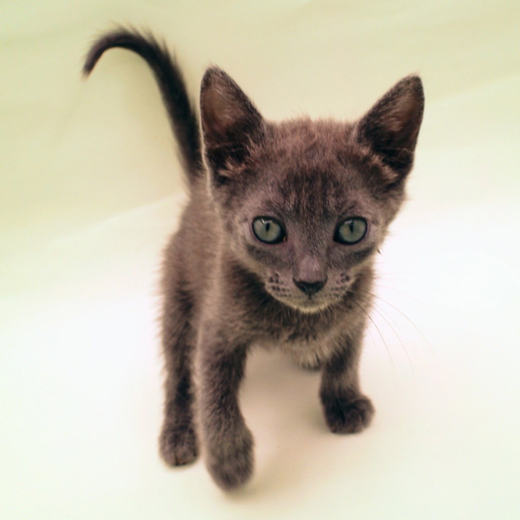 Soot, photo 3