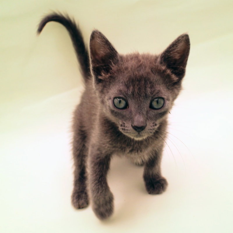 Soot, photo 3