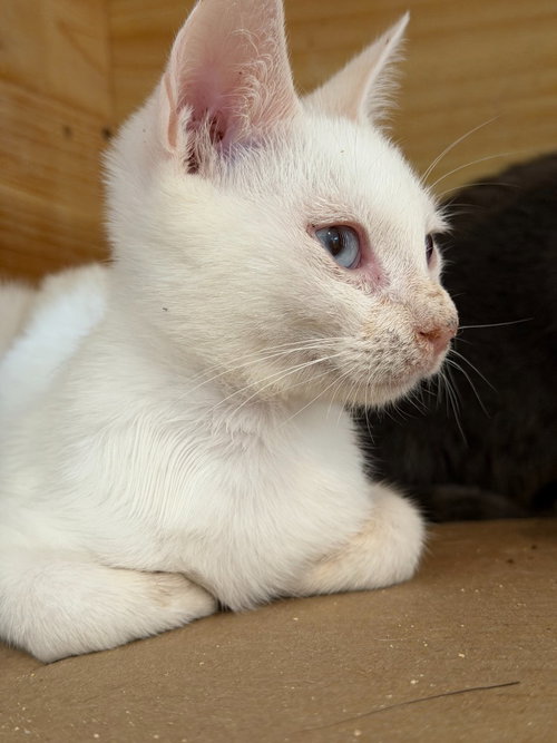 Ghosty, a cat for adoption from Siamese Oriental Snowshoe Cat Rescue and Rehoming