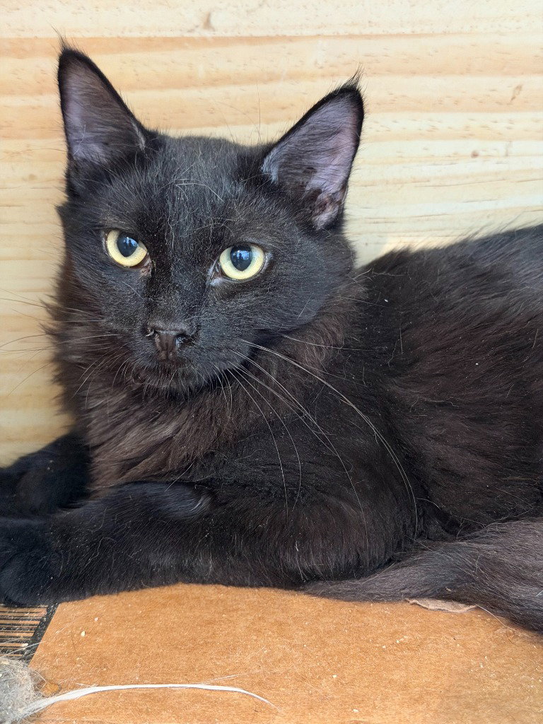 Practical Magic, Siamese