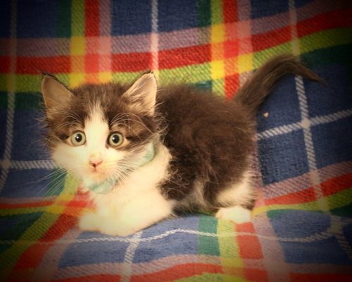 Zorro, a cat for adoption from Siamese Oriental Snowshoe Cat Rescue and Rehoming