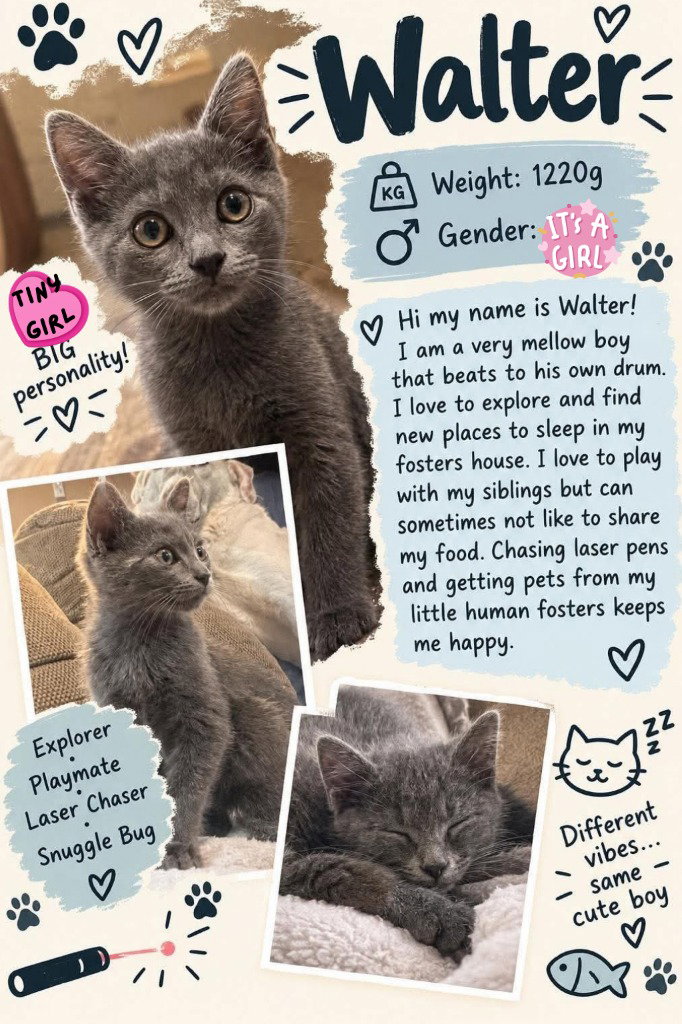 Wanda (Walter), Siamese