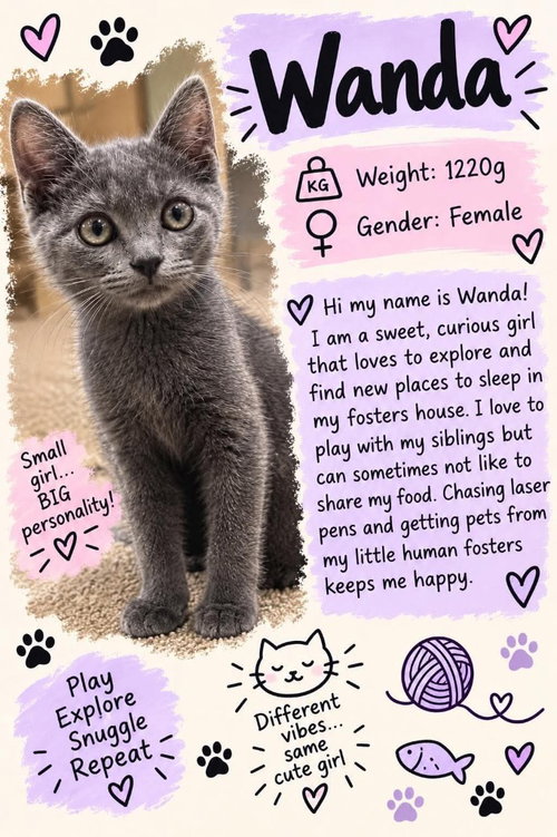 Wanda (Walter), a cat for adoption from Siamese Oriental Snowshoe Cat Rescue and Rehoming