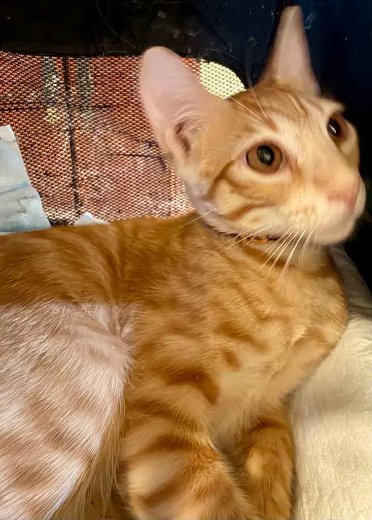 Mclaren - Domestic Short Hair