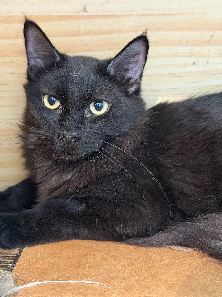 Penfour Pelito - Turkish Angora
