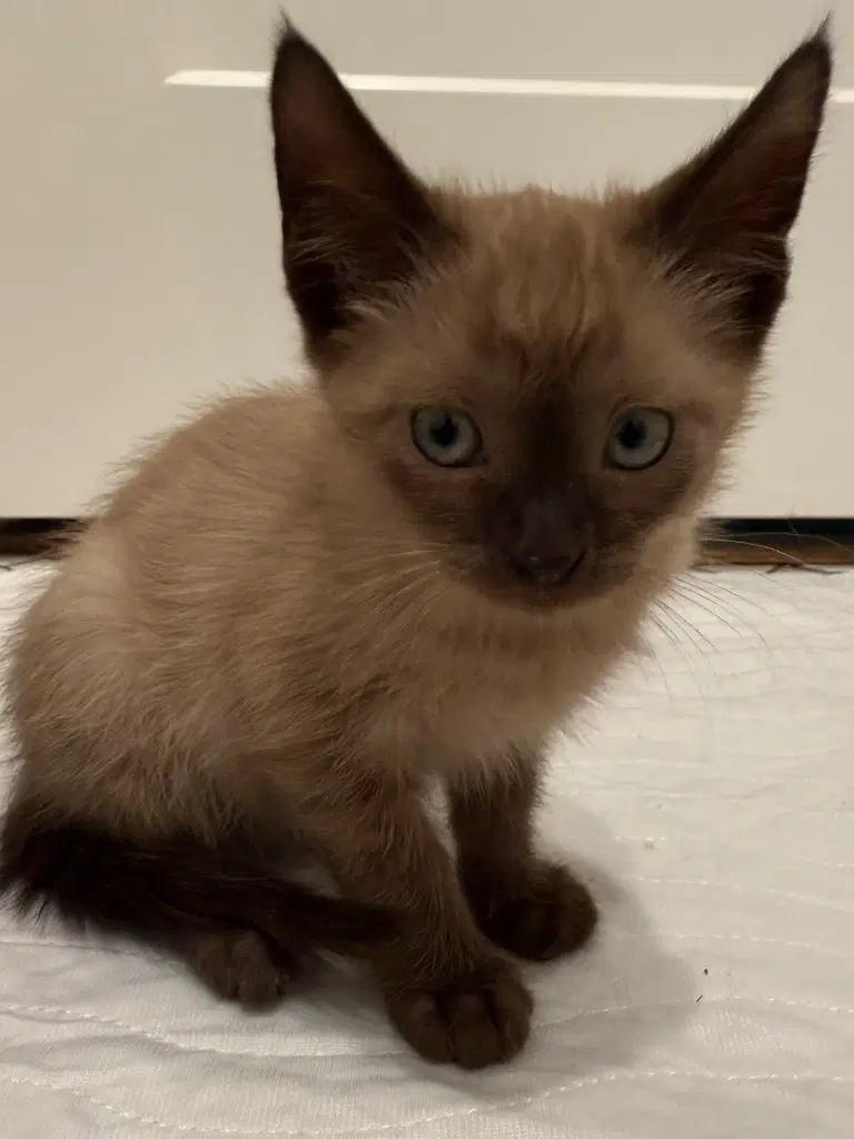Balsam - Siamese