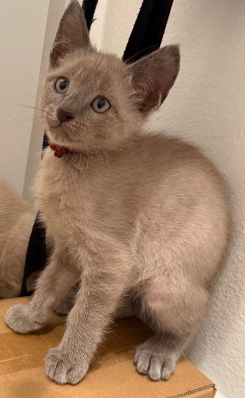 Beech, Siamese / Mixed