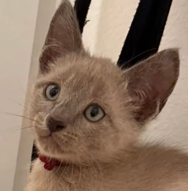 Beech - Siamese mix