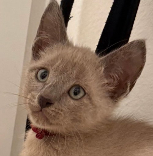 Beech, a male Tonkinese kitten up for adoption