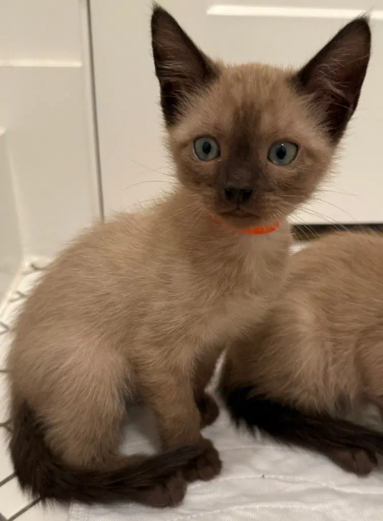 Buckeye - Siamese