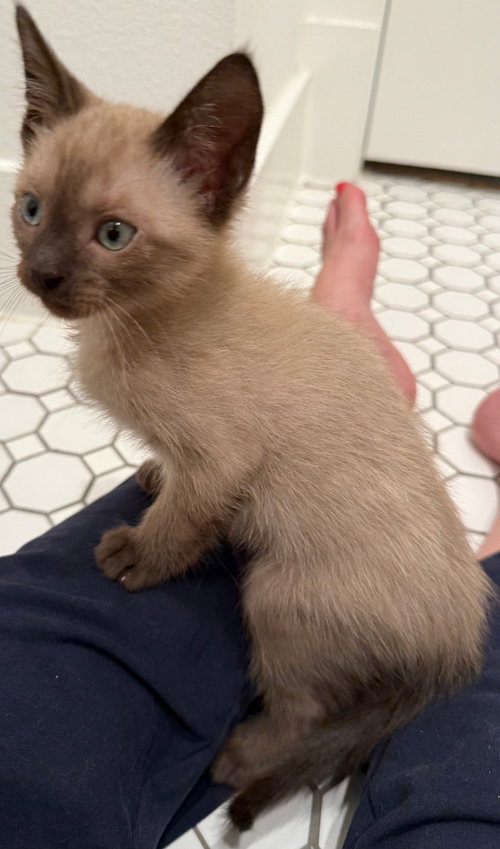 Photo 2 of Buckeye